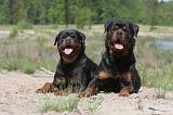 ROTTWEILER 301